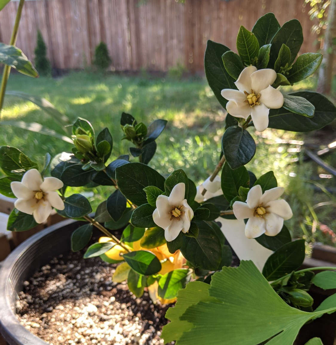 Gardenia Gardenia